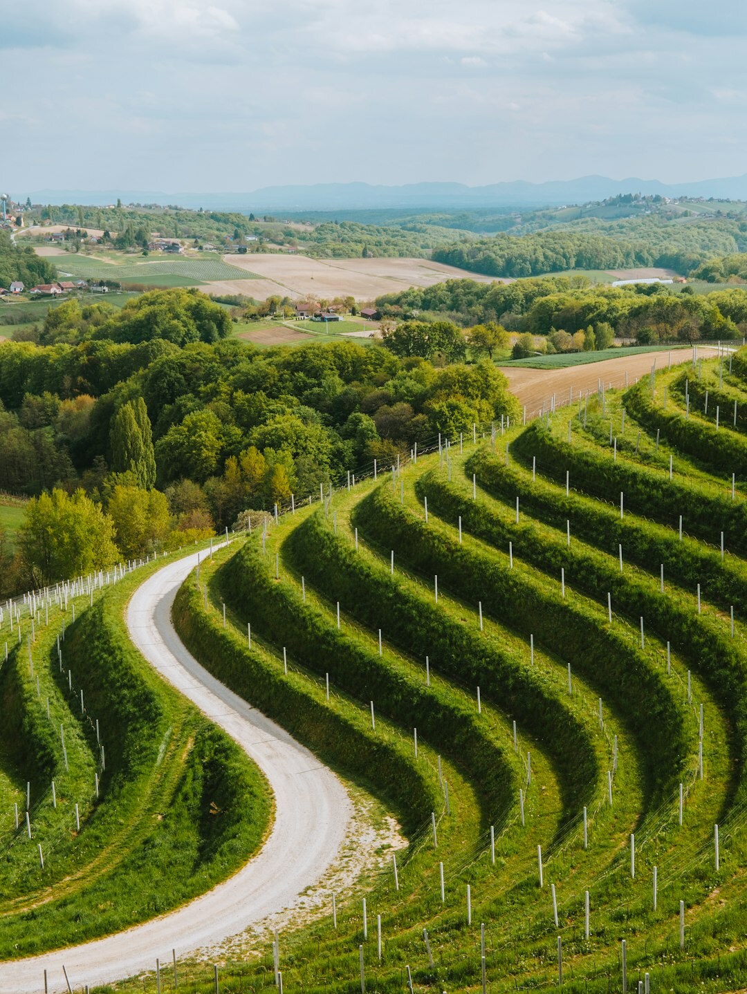 Croatian seniors on a guided vineyard tour and wine tasting